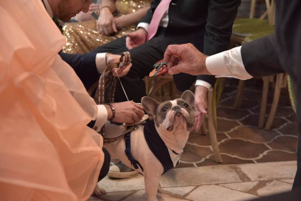 a cute dog looks at wedding rings
