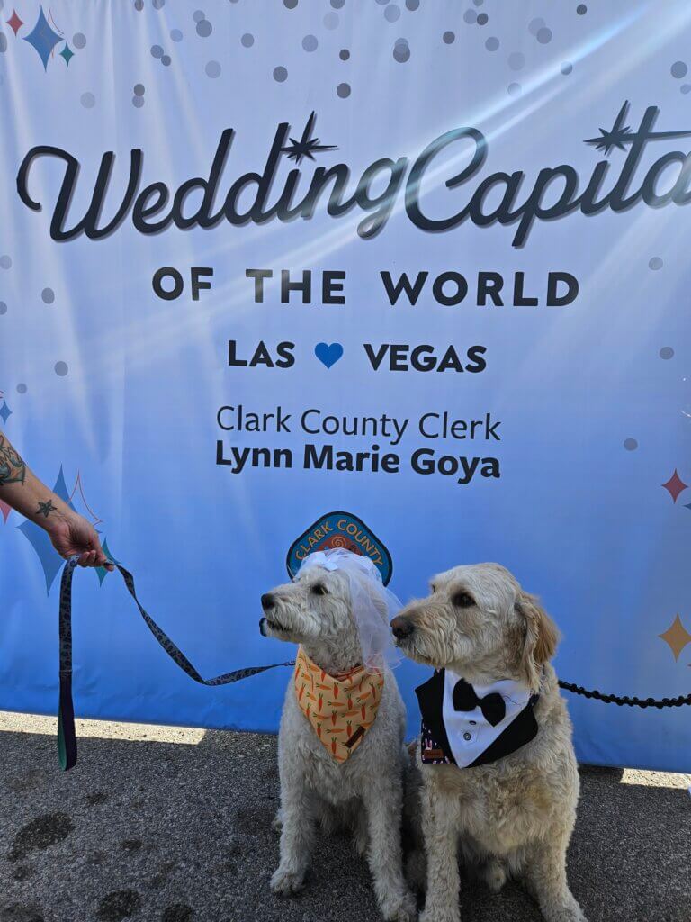 two dogs in wedding apparel