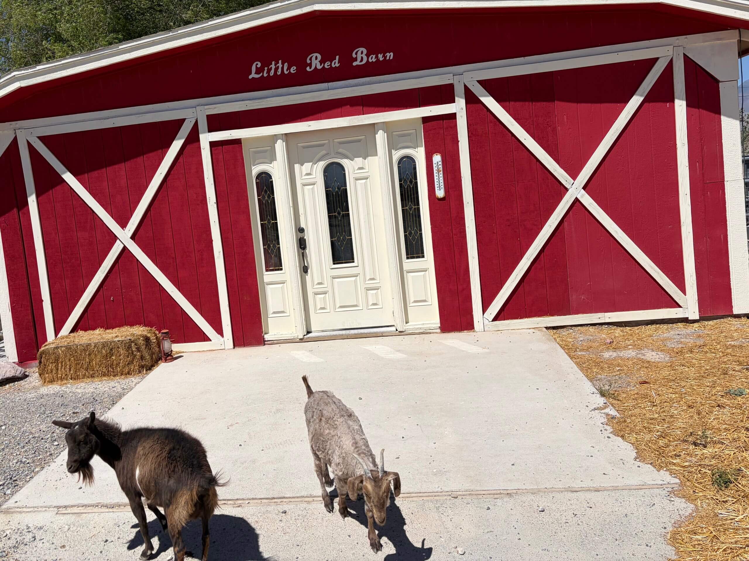 goats in front of a barn